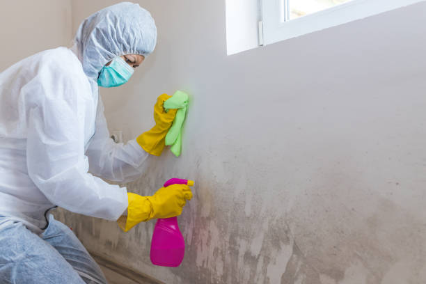 Best Mold Documentation for Insurance Claims in USA